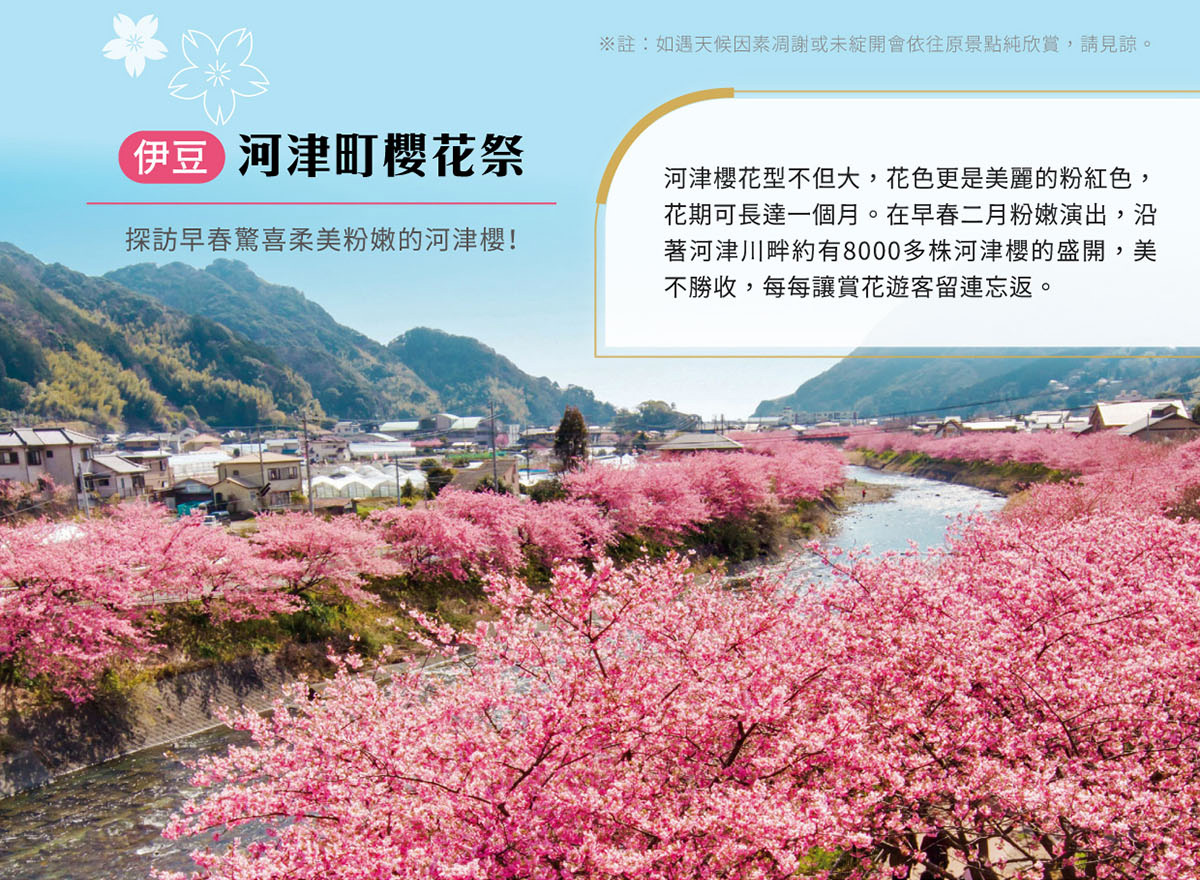 河津櫻櫻花祭